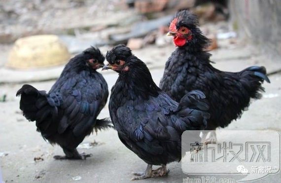 1277�Ǽʵ���(�й���)�ٷ���Ϸ��ַ