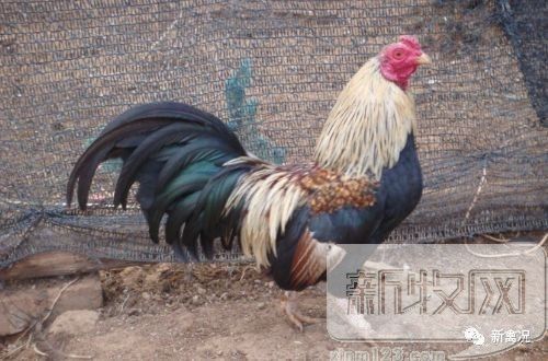 1277�Ǽʵ���(�й���)�ٷ���Ϸ��ַ