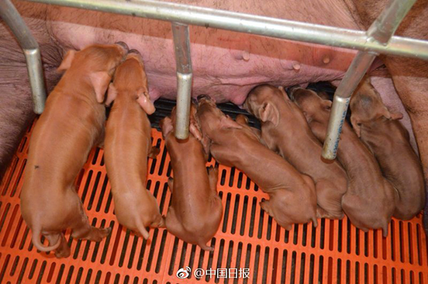 1277�Ǽʵ���(�й���)�ٷ���Ϸ��ַ