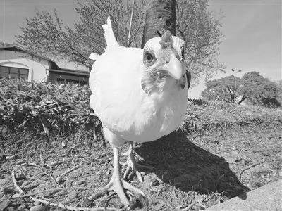 1277�Ǽʵ���(�й���)�ٷ���Ϸ��ַ