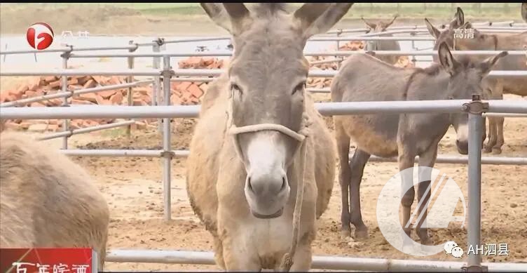 1277�Ǽʵ���(�й���)�ٷ���Ϸ��ַ