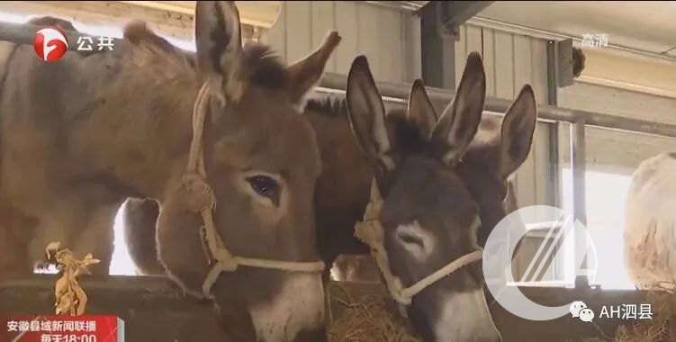 1277�Ǽʵ���(�й���)�ٷ���Ϸ��ַ