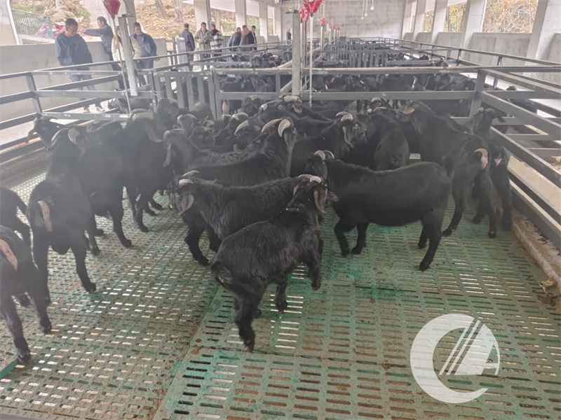 1277�Ǽʵ���(�й���)�ٷ���Ϸ��ַ